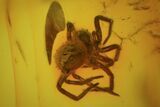 Detailed Fossil Spider (Aranea) In Baltic Amber #81783-1